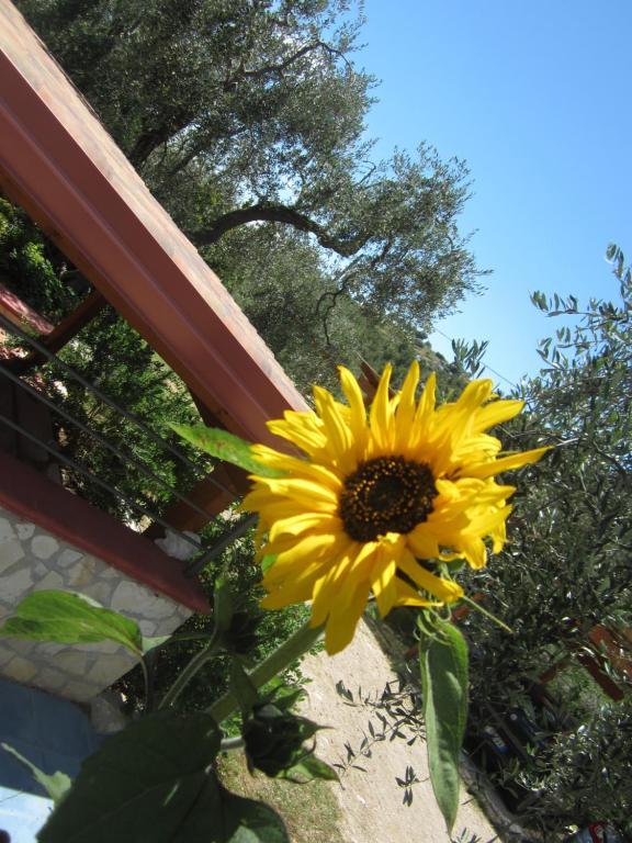 B&B Tor Di Lupo Mattinata Exterior foto